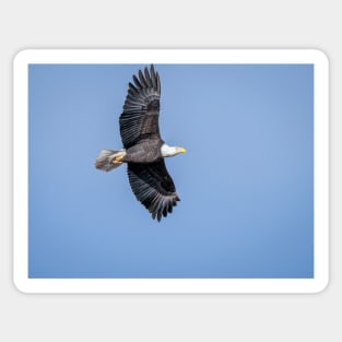 Soaring Bald Eagle Sticker